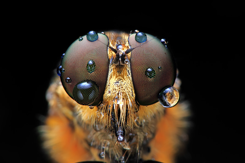 Mindblowing Macro Photography