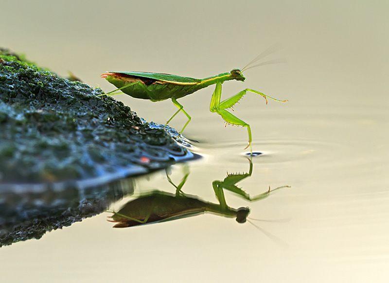 Mindblowing Macro Photography by Shikhei Goh