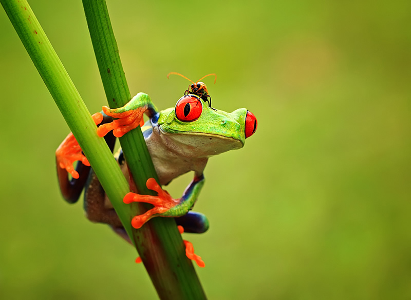 Mindblowing Macro Photography by Shikhei Goh