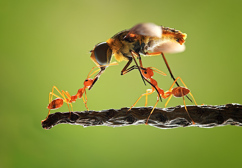 Mindblowing Macro Photography by Shikhei Goh