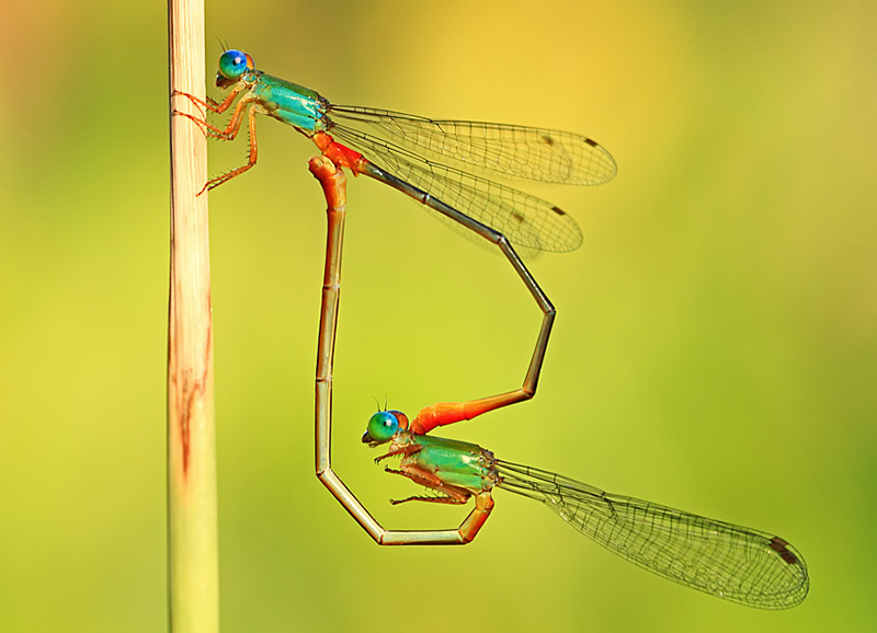 Mindblowing Macro Photography by Shikhei Goh