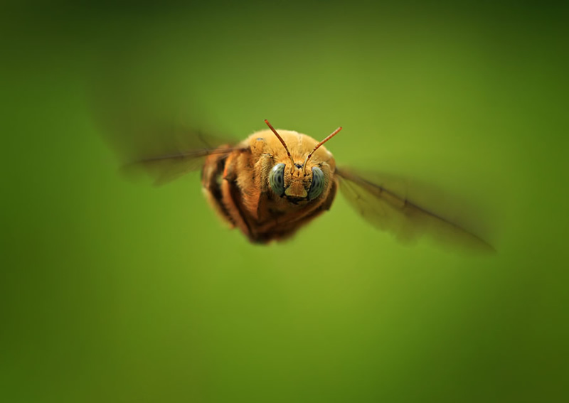 Mindblowing Macro Photography by Shikhei Goh