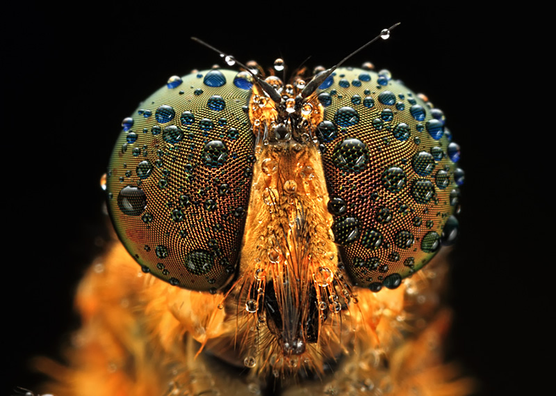 Mindblowing Macro Photography by Shikhei Goh