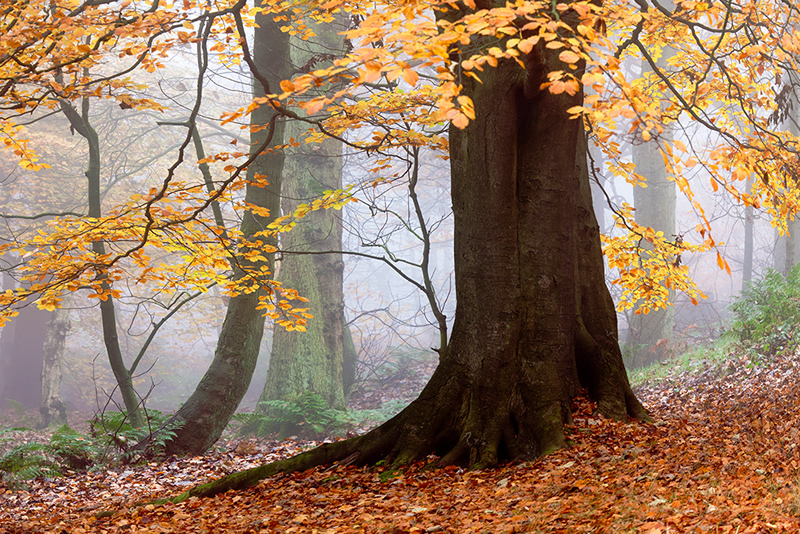 Beautiful Nature Photography by Jason Theaker