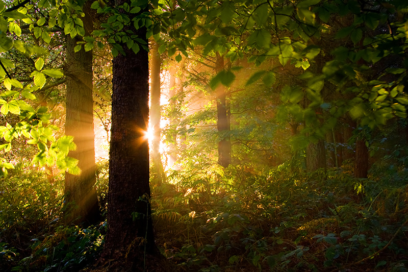 Belle photographie de la nature par Jason Theaker