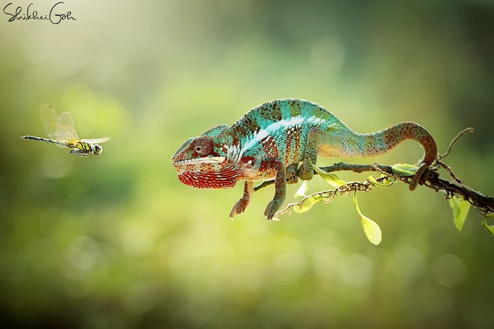 Mindblowing Macro Photography by Shikhei Goh