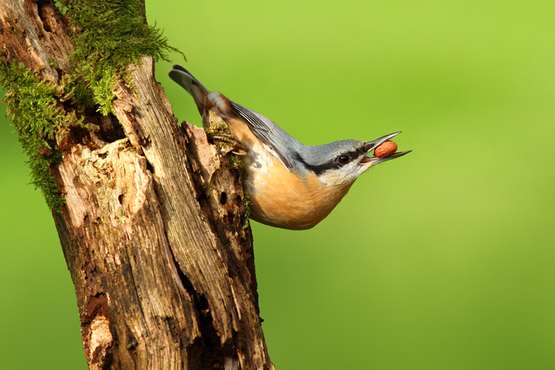 Beautiful Wildlife Photography by Simon Roy