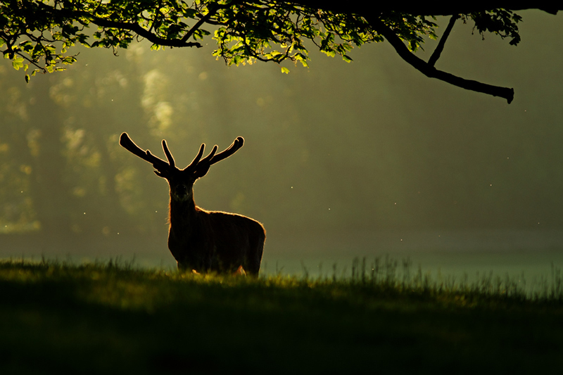 Beautiful Wildlife Photography by Simon Roy