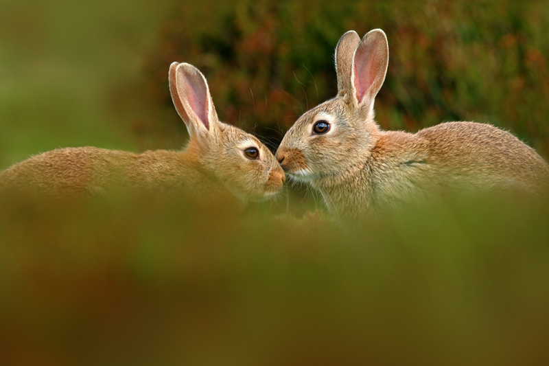 Beautiful Wildlife Photography by Simon Roy