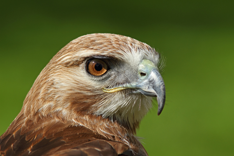 Beautiful Wildlife Photography by Simon Roy