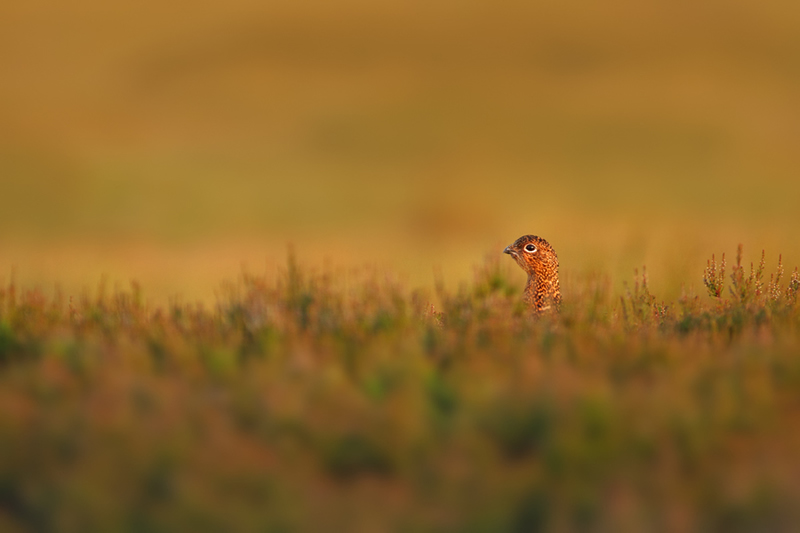 Beautiful Wildlife Photography by Simon Roy