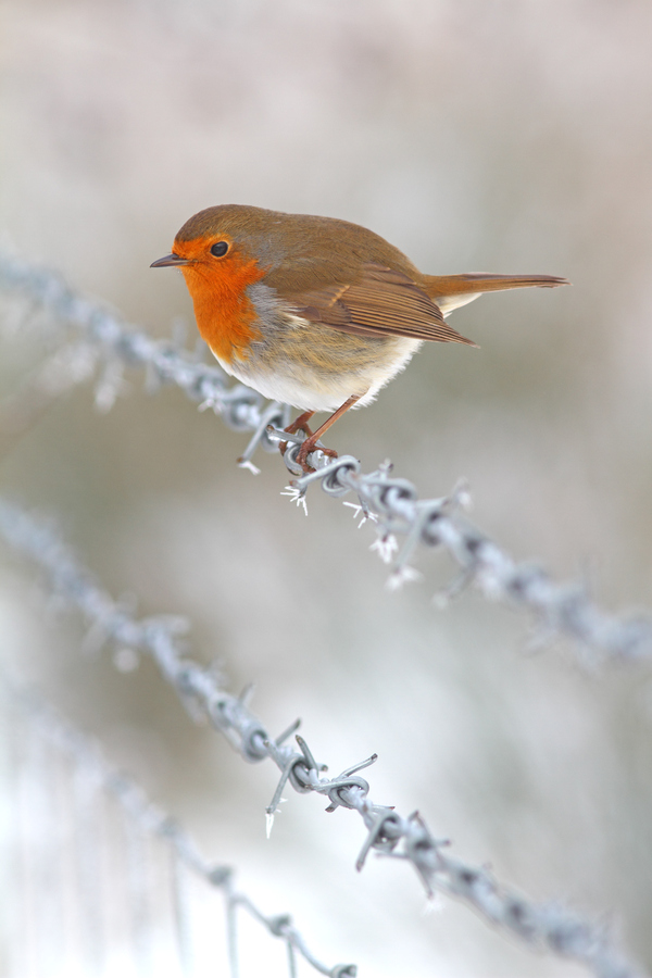 Beautiful Wildlife Photography by Simon Roy