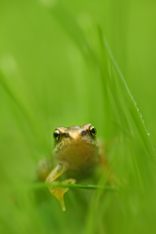 Beautiful Wildlife Photography by Simon Roy