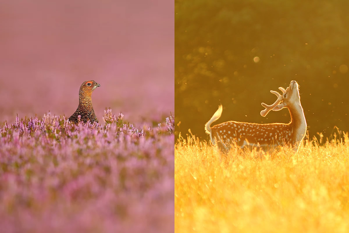Fantastic Wildlife Photography by Simon Roy