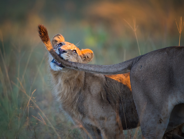 Interview with Wildlife Photographer Frits Hoogendijk