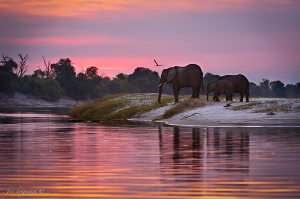 Interview with Wildlife Photographer Frits Hoogendijk