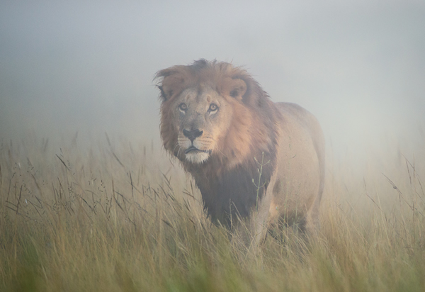 Interview with Wildlife Photographer Frits Hoogendijk