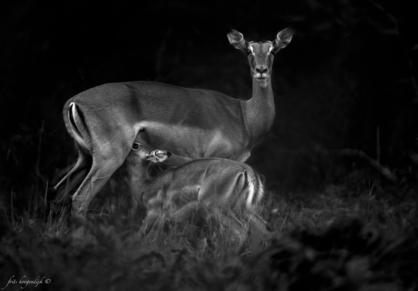 Interview with Wildlife Photographer Frits Hoogendijk