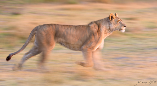 Interview with Wildlife Photographer Frits Hoogendijk