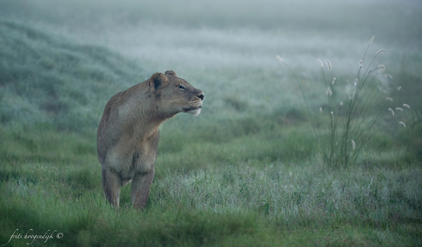 Interview with Wildlife Photographer Frits Hoogendijk