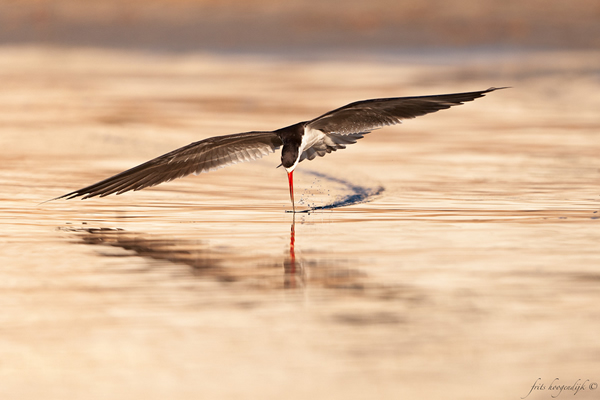 Interview with Wildlife Photographer Frits Hoogendijk