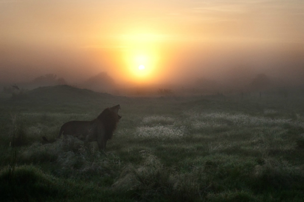 Interview with Wildlife Photographer Frits Hoogendijk