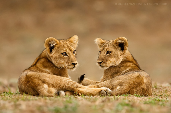 Marsel Van Oosten