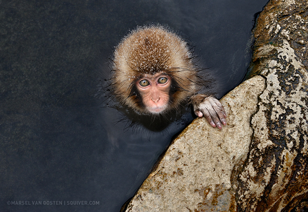 Interview with Nature Photographer Marsel Van Oosten