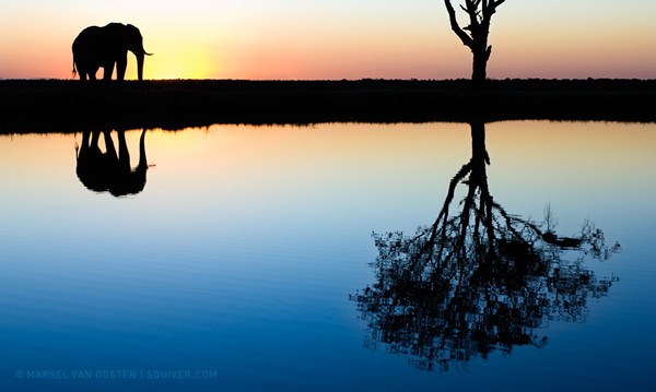 Interview with Nature Photographer Marsel Van Oosten