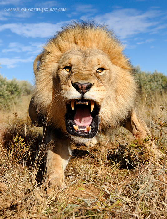 Interview with Nature Photographer Marsel Van Oosten