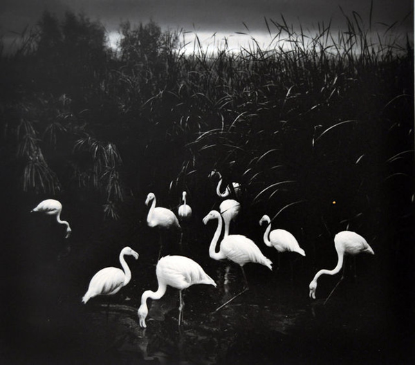 Pentti Sammallahti - Inspiration from Masters of Photography