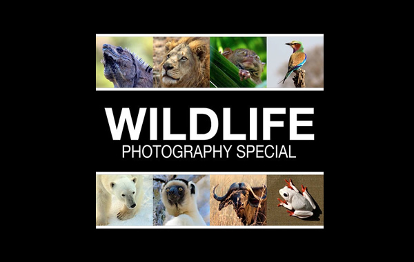 Free eBook: Wildlife Photography Special