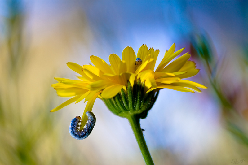 Mesmerizing Macro Photography by Fabien BRAVIN