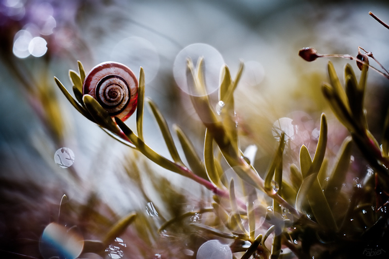 Mesmerizing Macro Photography by Fabien BRAVIN