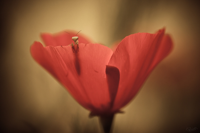 Mesmerizing Macro Photography by Fabien BRAVIN