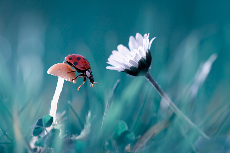 Mesmerizing Macro Photography by Fabien BRAVIN