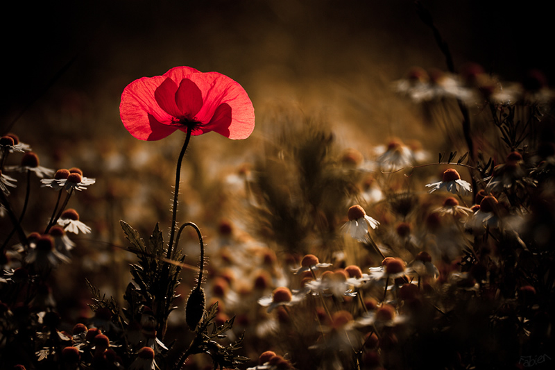 Mesmerizing Macro Photography by Fabien BRAVIN