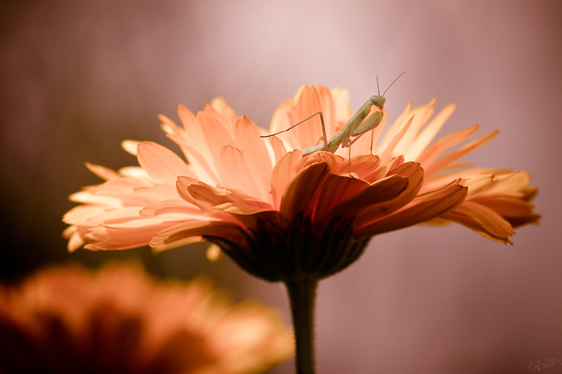 Mesmerizing Macro Photography by Fabien BRAVIN