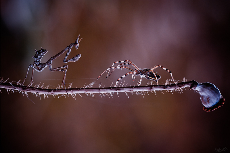 Mesmerizing Macro Photography by Fabien BRAVIN