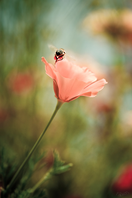 Mesmerizing Macro Photography by Fabien BRAVIN