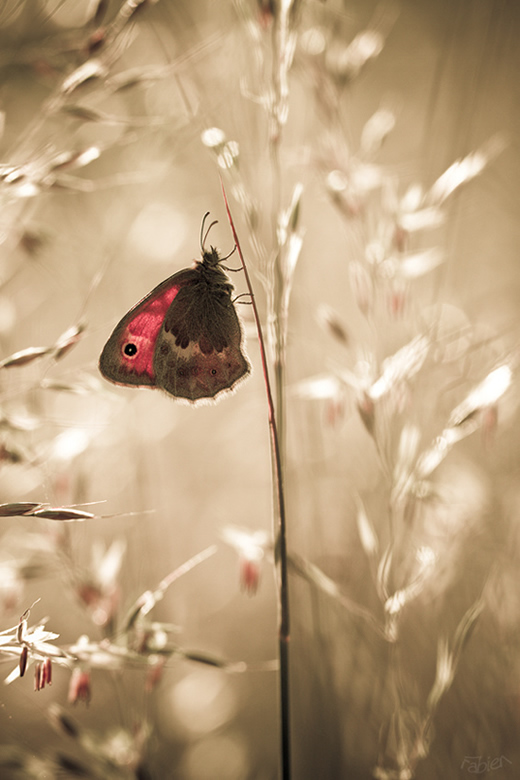 Mesmerizing Macro Photography by Fabien BRAVIN