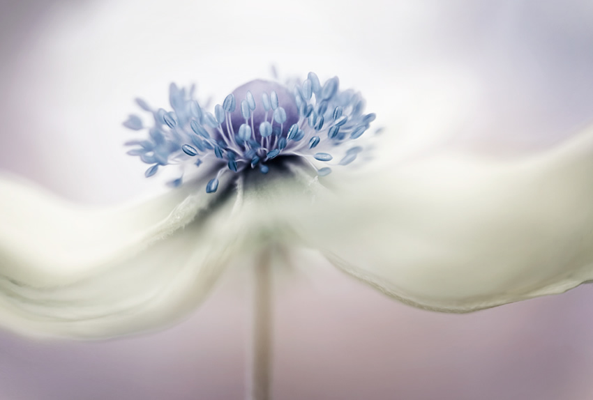 Beautiful Floral Photography by Mandy Disher