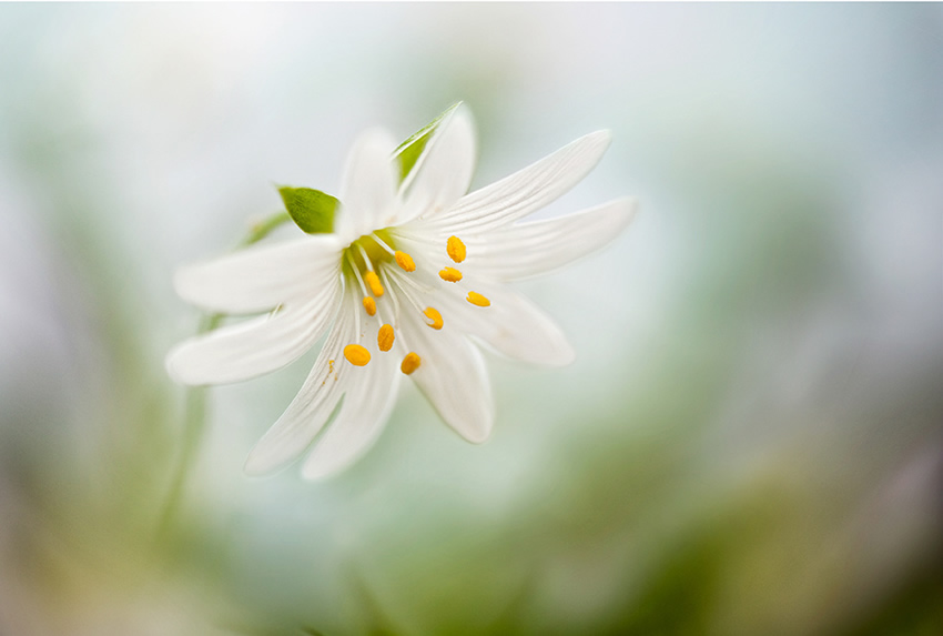 Beautiful Floral Photography by Mandy Disher