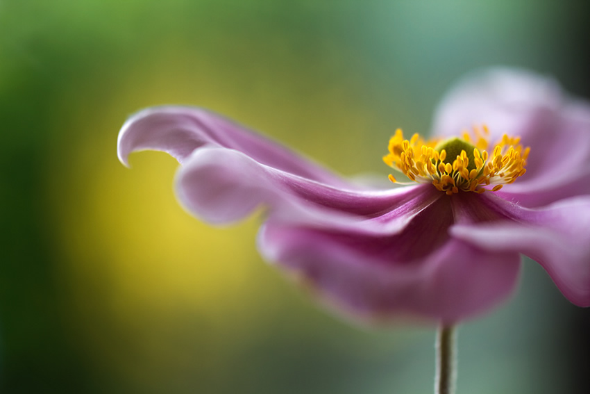 Beautiful Floral Photography by Mandy Disher