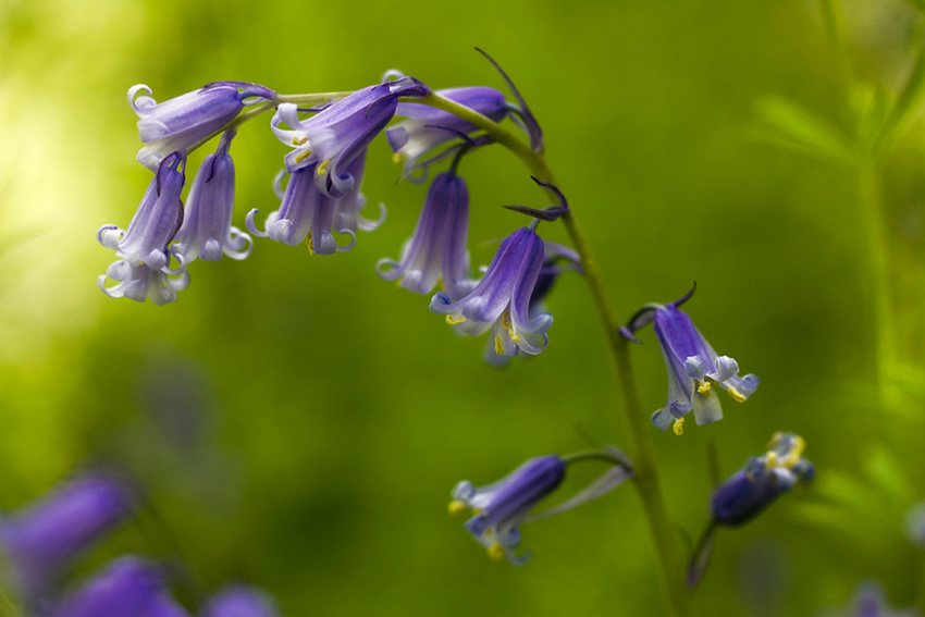 Beautiful Floral Photography by Mandy Disher