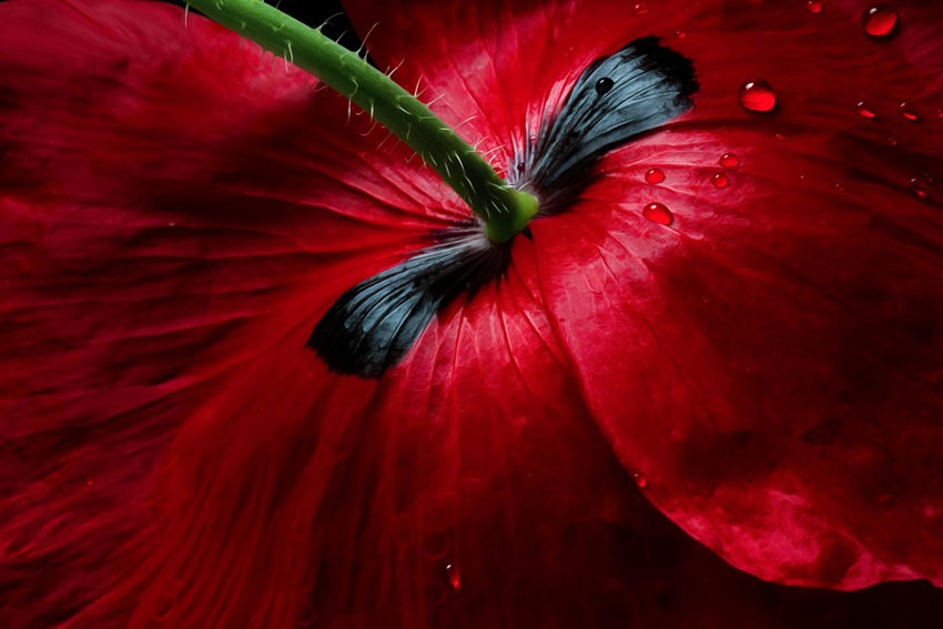 Beautiful Floral Photography by Mandy Disher