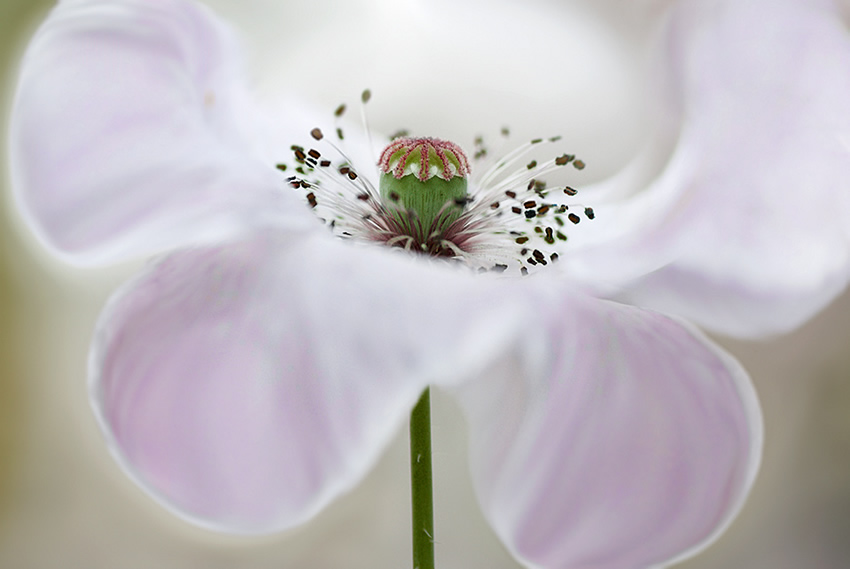 Beautiful Floral Photography by Mandy Disher