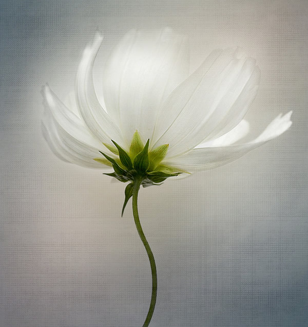 Beautiful Floral Photography by Mandy Disher