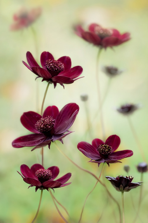 Beautiful Floral Photography by Mandy Disher