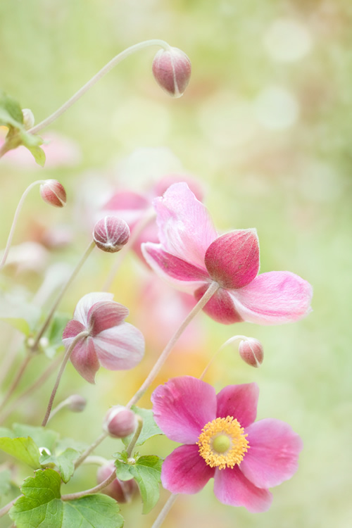 Beautiful Floral Photography by Mandy Disher